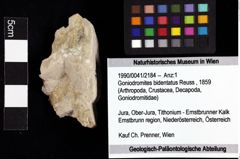 Foto (Objket + Etiketten) von Goniodromites bidentatus (Reuss, 1859) 